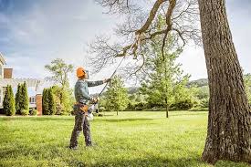 Best Palm Tree Trimming  in Baidland, PA