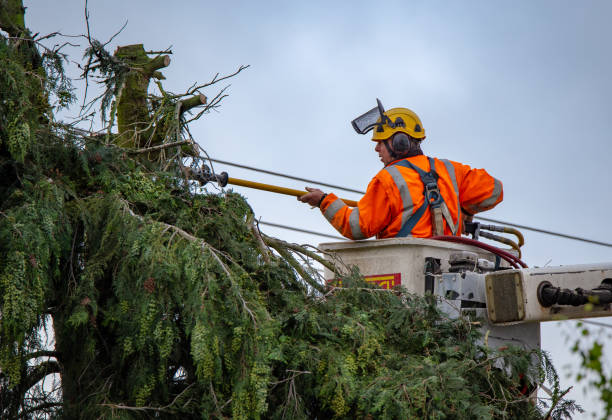 Reliable Baidland, PA Tree Services Solutions