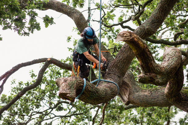 Best Commercial Tree Services  in Baidland, PA