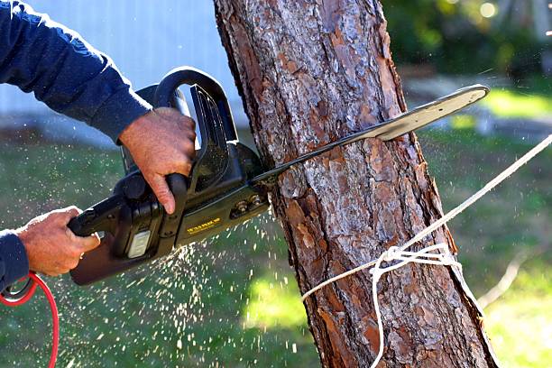 Leaf Removal in Baidland, PA