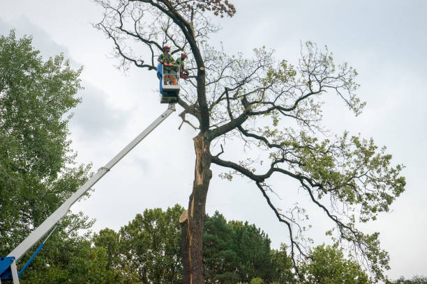 Best Tree Maintenance Programs  in Baidland, PA